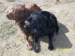 Dogs Brown and Black Lab